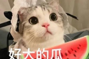 娱乐吃瓜君猫咪瘫痪,娱乐吃瓜君带你揭秘背后的故事